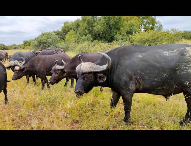 FARM FOR SALE IN BRONKHORSTSPRUIT RURAL